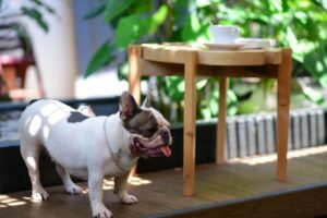 Chien de race labrador reniflant des noisettes fraîches sur une table en bois