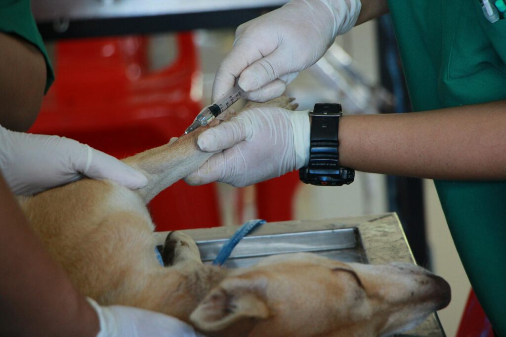 vétérinaire administrant un vaccin à un chien lors d'une consultation