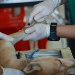 vétérinaire administrant un vaccin à un chien lors d'une consultation
