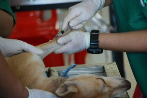 vétérinaire administrant un vaccin à un chien lors d'une consultation