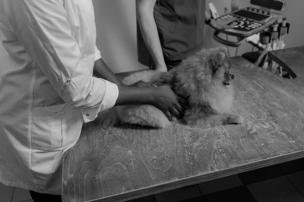 Vétérinaire examinant un chien âgé allongé sur une table de consultation