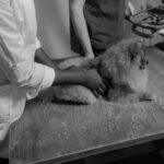 Vétérinaire examinant un chien âgé allongé sur une table de consultation