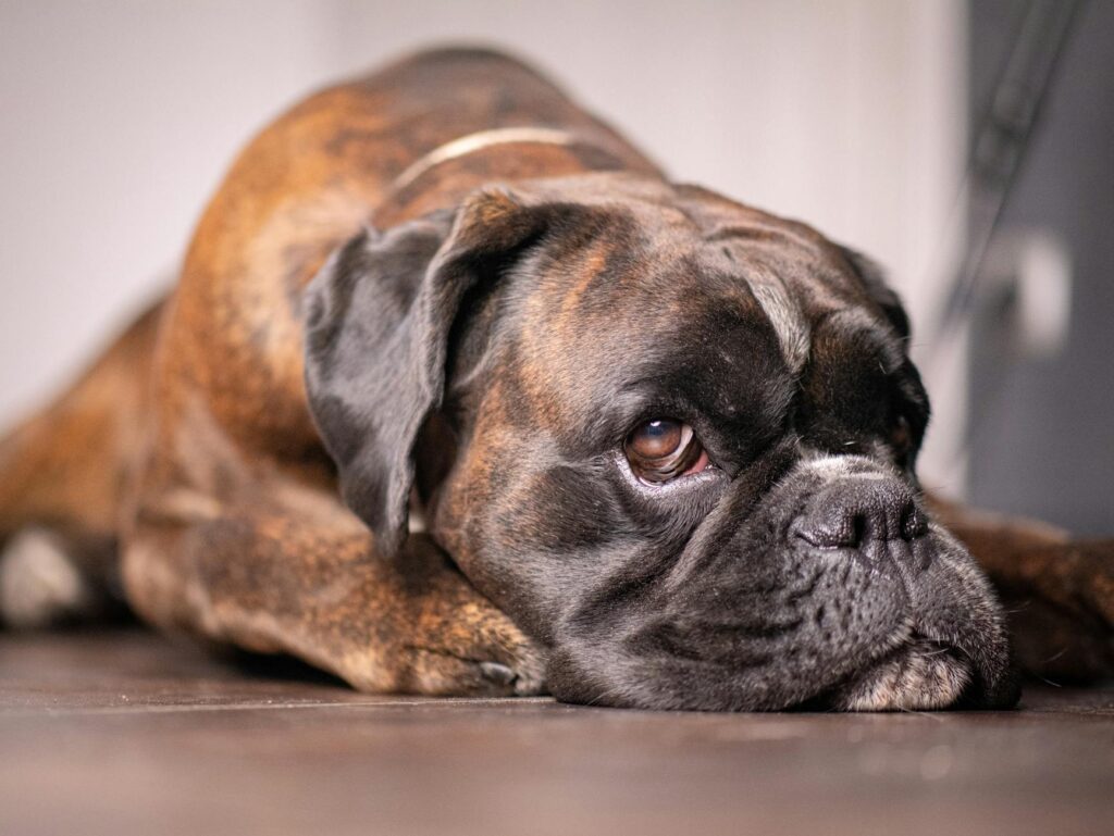 chien assis devant un avocat coupé en deux sur une table de cuisine