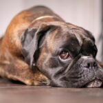 chien assis devant un avocat coupé en deux sur une table de cuisine