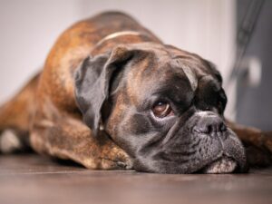 chien assis devant un avocat coupé en deux sur une table de cuisine