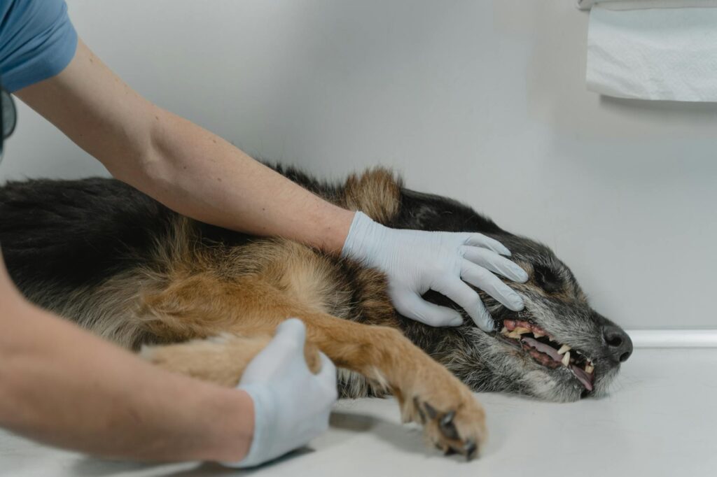 chien malade allongé chez le vétérinaire après ingestion toxique