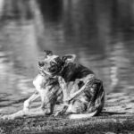 chien golden retriever se grattant l'oreille sur canapé, peau irritée visible