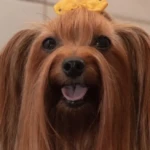 Bien-être animal
