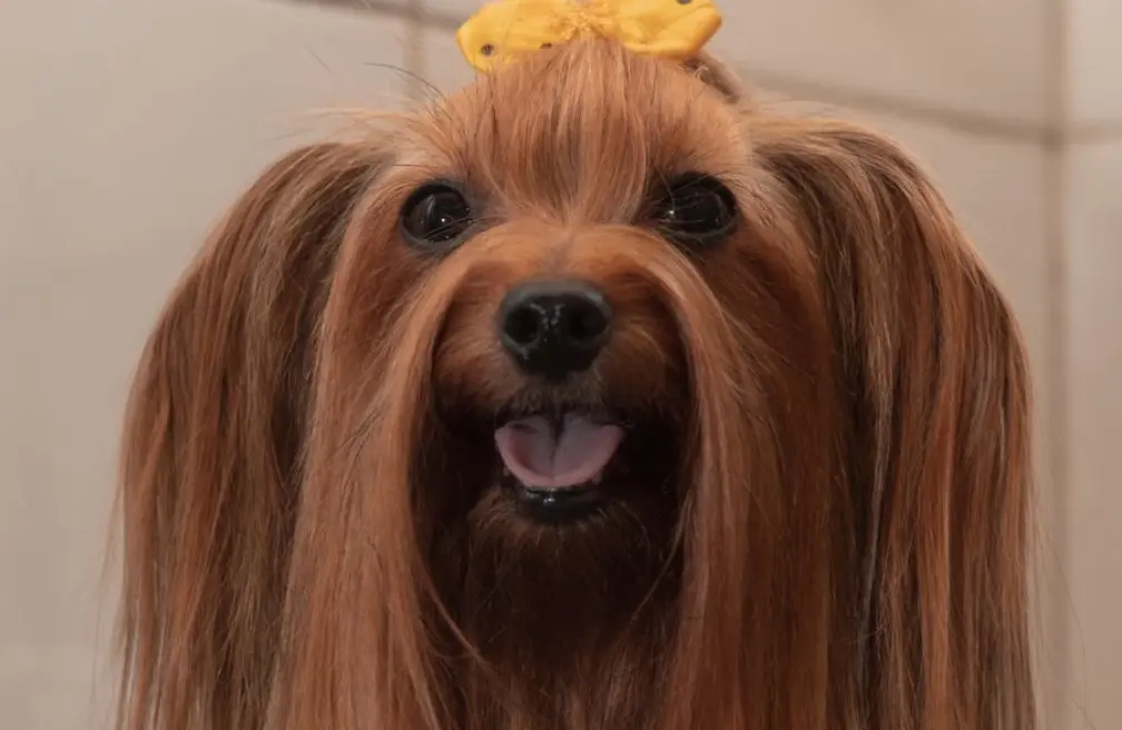 Bien-être animal